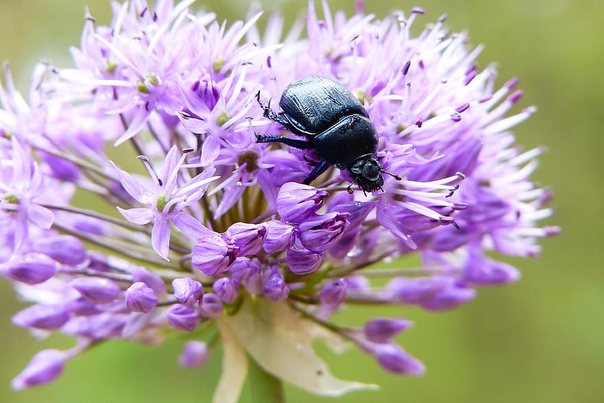 Forest Beetle, Female, The Beetle, Insect, Decorative Garlic, Flower, Animals, Nature, At The Court Of, Invertebrates, Arthropods