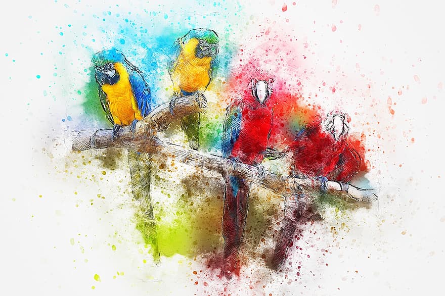pták, Papoušek, peří, umění, vodové barvy, zvíře, barvitý, vinobraní, Příroda, umělecký, tričko