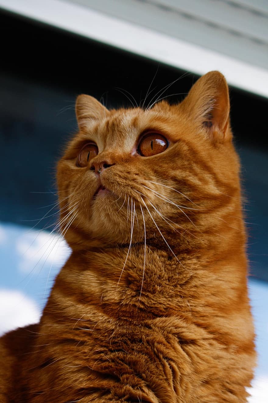Britisch Kurzhaar, rote getigerte Katze, orangene Katze, Orange, katzenartig, Haustier, Porträt, Katzenporträt, Säugetier, Tier, inländisch