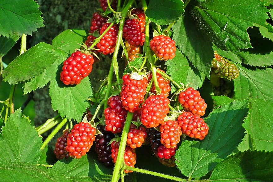 Blackberries, Fruit, Growth, Nature, Bush, Leaves