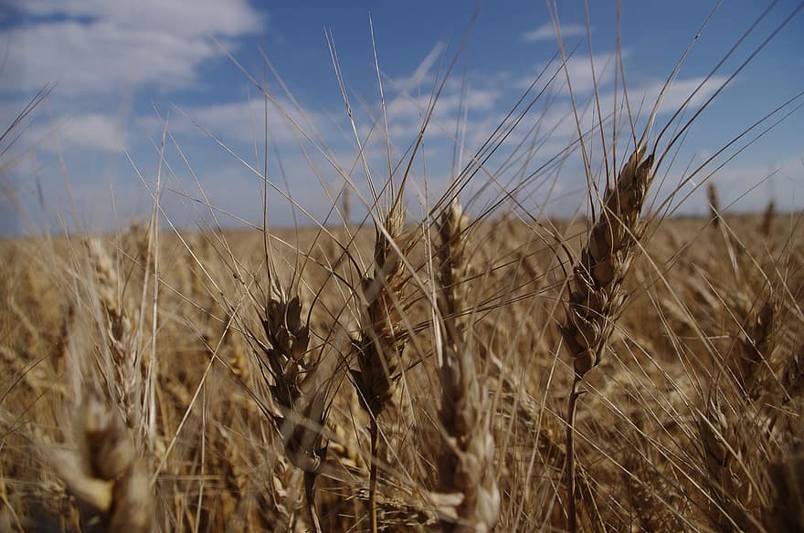gandum, bidang, ladang gandum, jelai, tanaman, tanaman gandum, tanah subur, pertanian, tanah pertanian, penanaman, alam