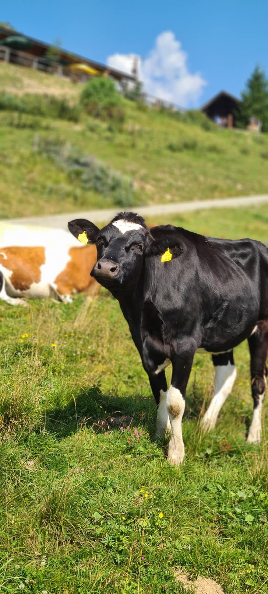 mucca, bestiame, pascolo, ruminante, Austria, salisburgo, animale, alm