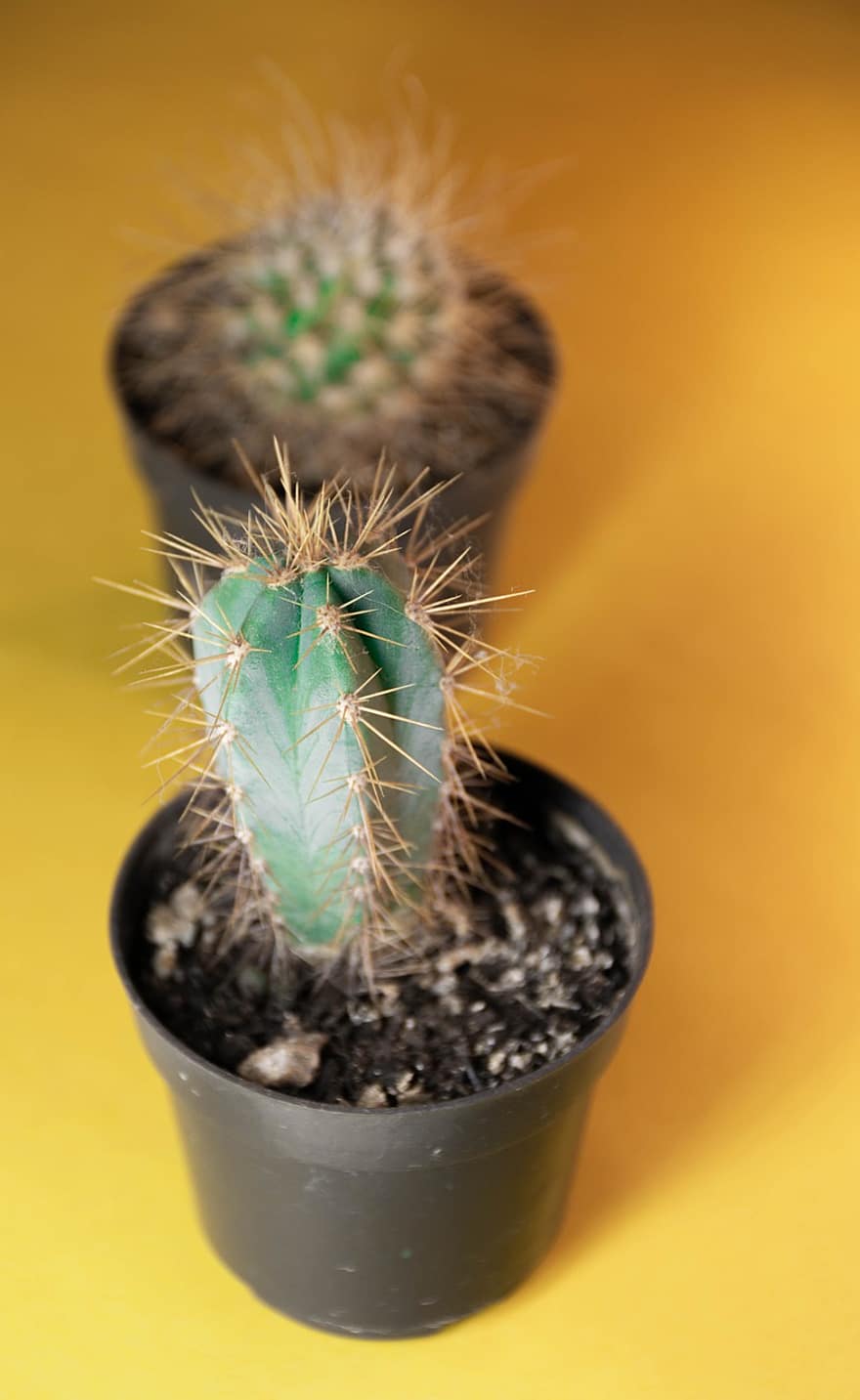 cactus, senzillesa, suculent, planta, flora