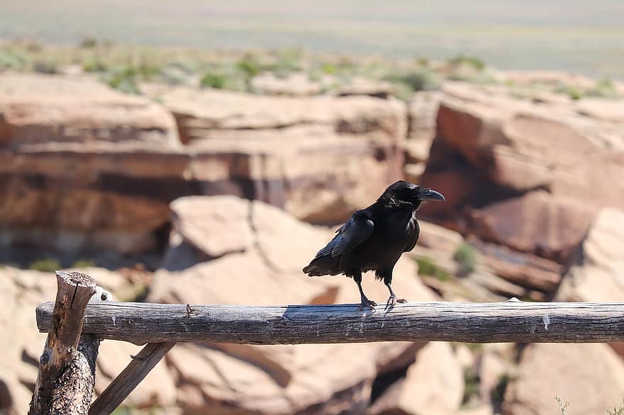 Crow, Desert, Animal, Wood, Old, Bough, Arizona, Bird