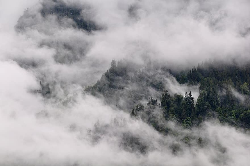 rừng, cây, những đám mây