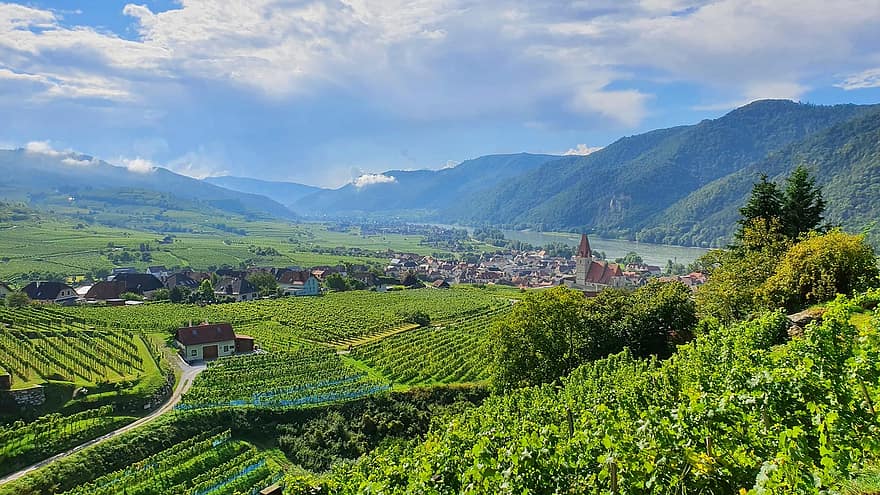 Ausztria, szőlőskert, falu, völgy, tájkép, vidéki táj, mezőgazdaság