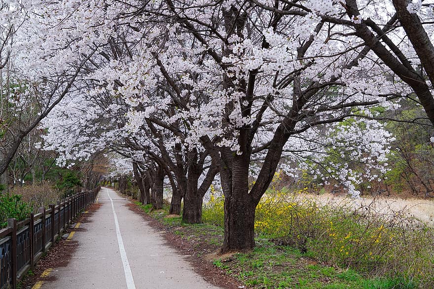 des arbres, printemps, fleur de cerisier, fleurs, saisonnier, République de Corée, paysage, Yangju