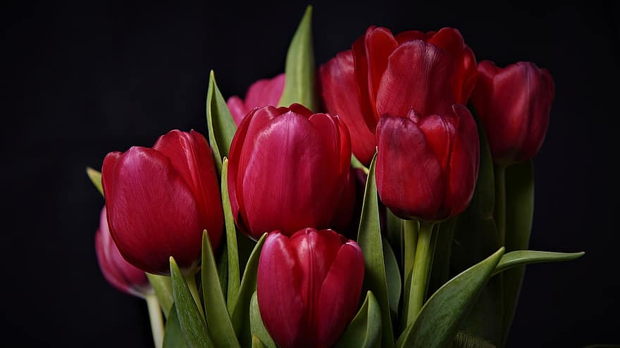 tulipaner, blomster, buket, kronblade, røde tulipaner, røde blomster, forår blomster, følelser, forår, blomstre, flor
