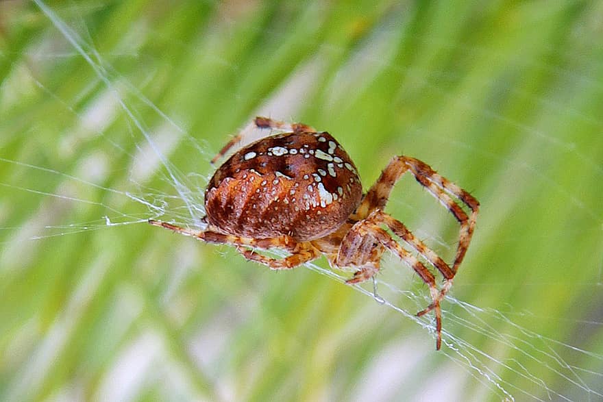 Insect, Spider, Entomology, Macro, Species, close-up, arachnid, spider web, animals in the wild, green color, spooky