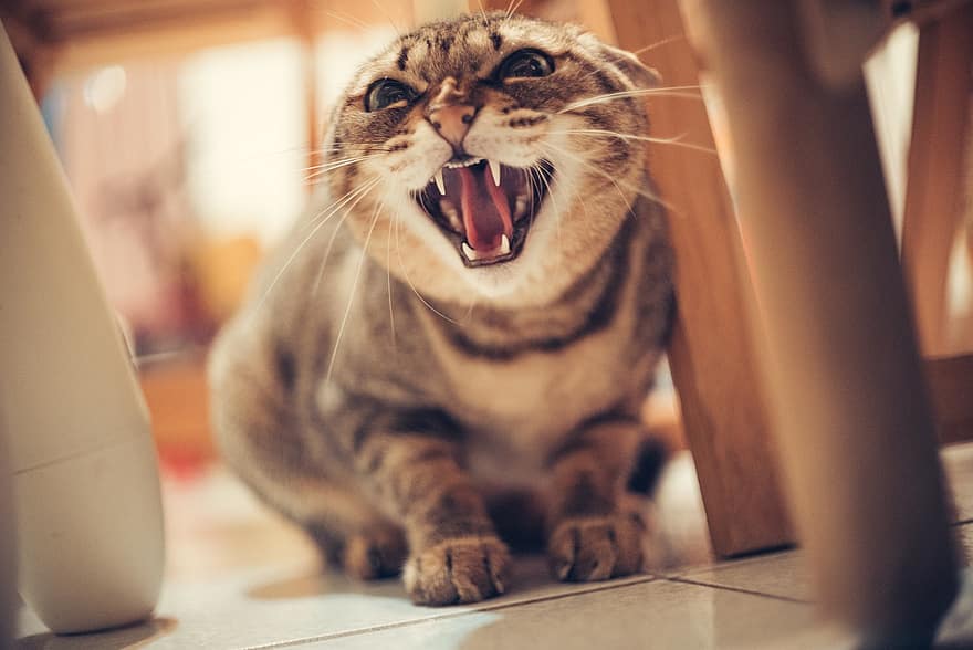 kucing, desis kucing, marah, membelai, rumah kucing, kucing rumahan, hewan, licik