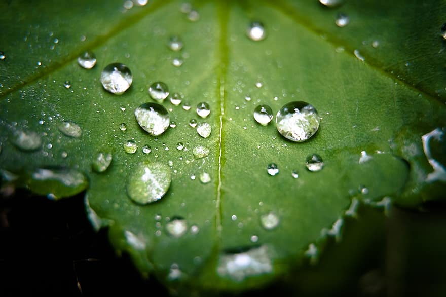 blad, vattendroppar, regn, grön, lövverk