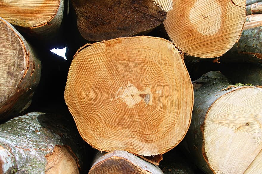 hutan, pohon, log, tumpukan, kayu bakar, tumpukan kayu, kayu, Deforestasi, memotong, batang