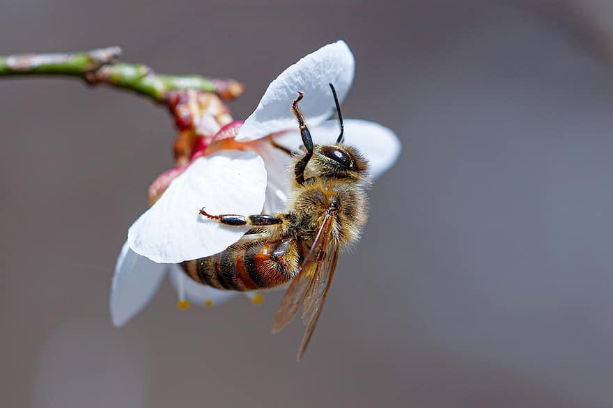 blomma, bi, plommonblomma, vårblommor, insekter, makro, insekt, närbild, pollinering, honungsbi, pollen