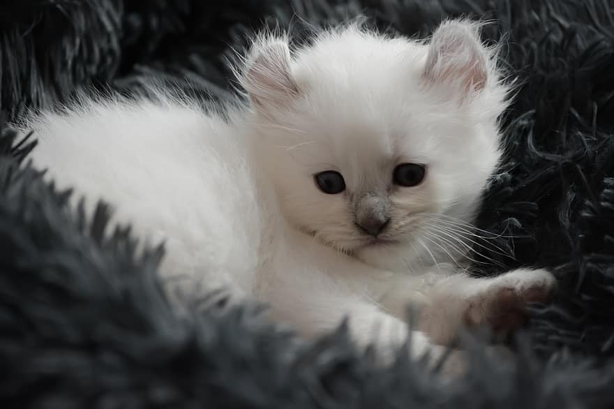коте, котка, домашен любимец, сладък, животно, малко, очарователен, кожен, писенце, Бяла котка, котешки