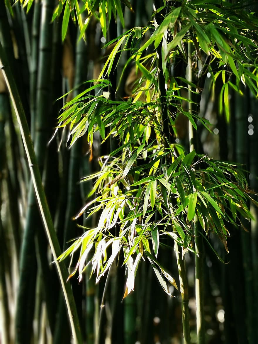 foresta di bamboo, luce del sole
