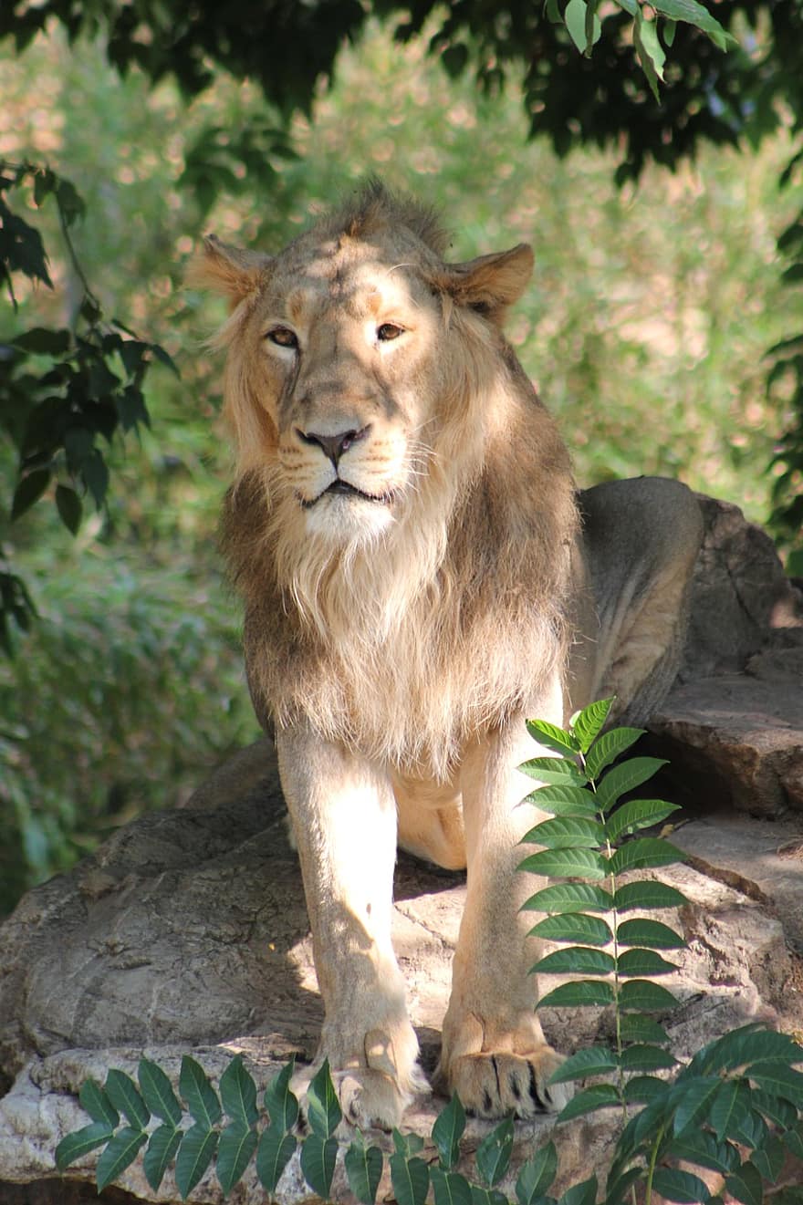 sư tử, thú vật, bờm, động vật có vú, động vật ăn thịt, động vật hoang dã, safari, vườn bách thú, Thiên nhiên, Chân dung, nhiếp ảnh động vật hoang dã