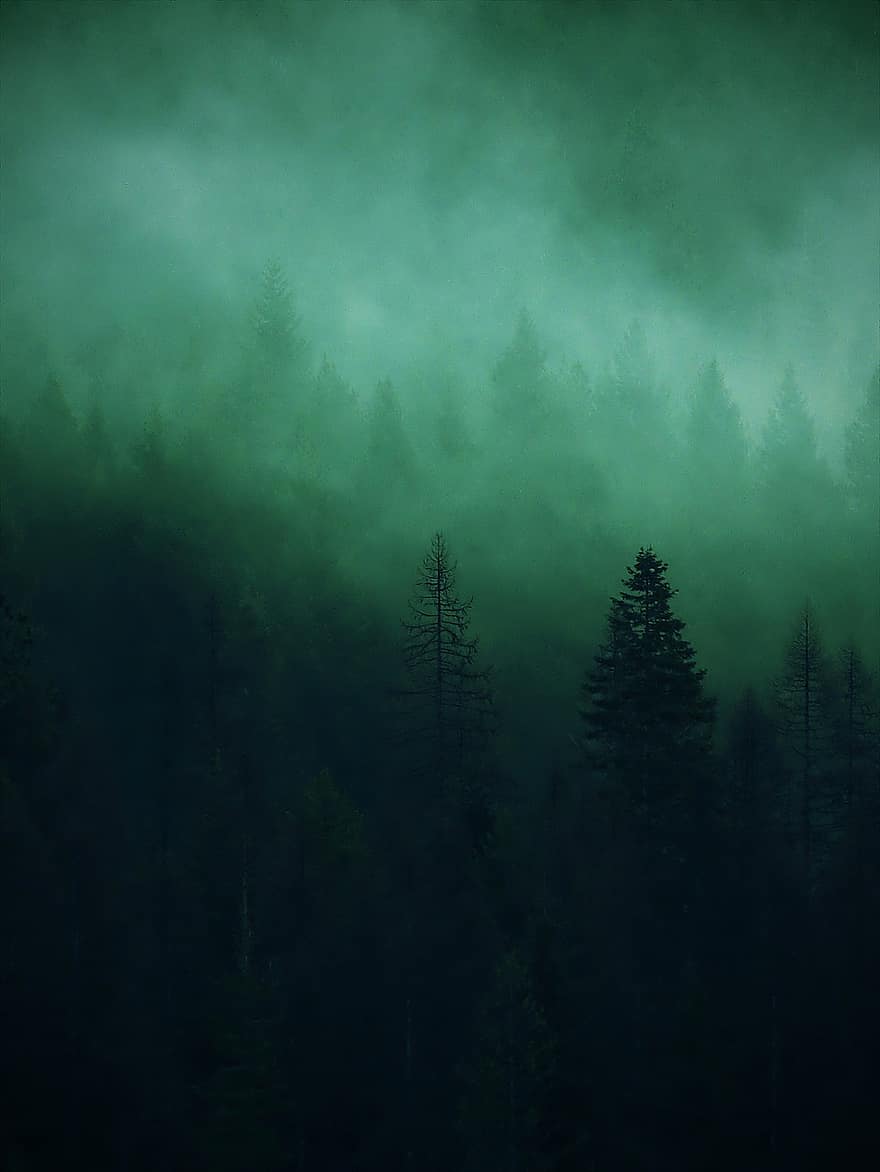 Skov, træer, tåge, forurening, miljø, udendørs, klima, røg, mørk, træ, landskab