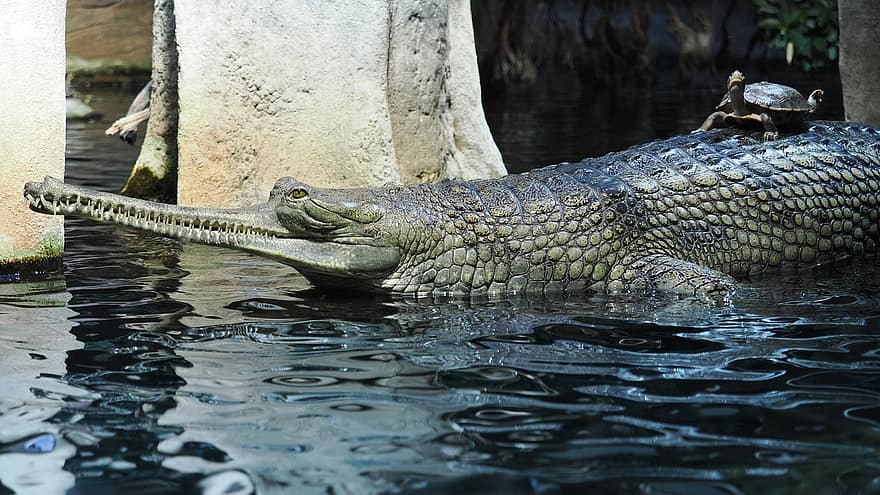 крокодил, черепаха, животное, воды, дикое животное, Индия, живая природа, животные в дикой природе, рептилия, аллигатор, болотный