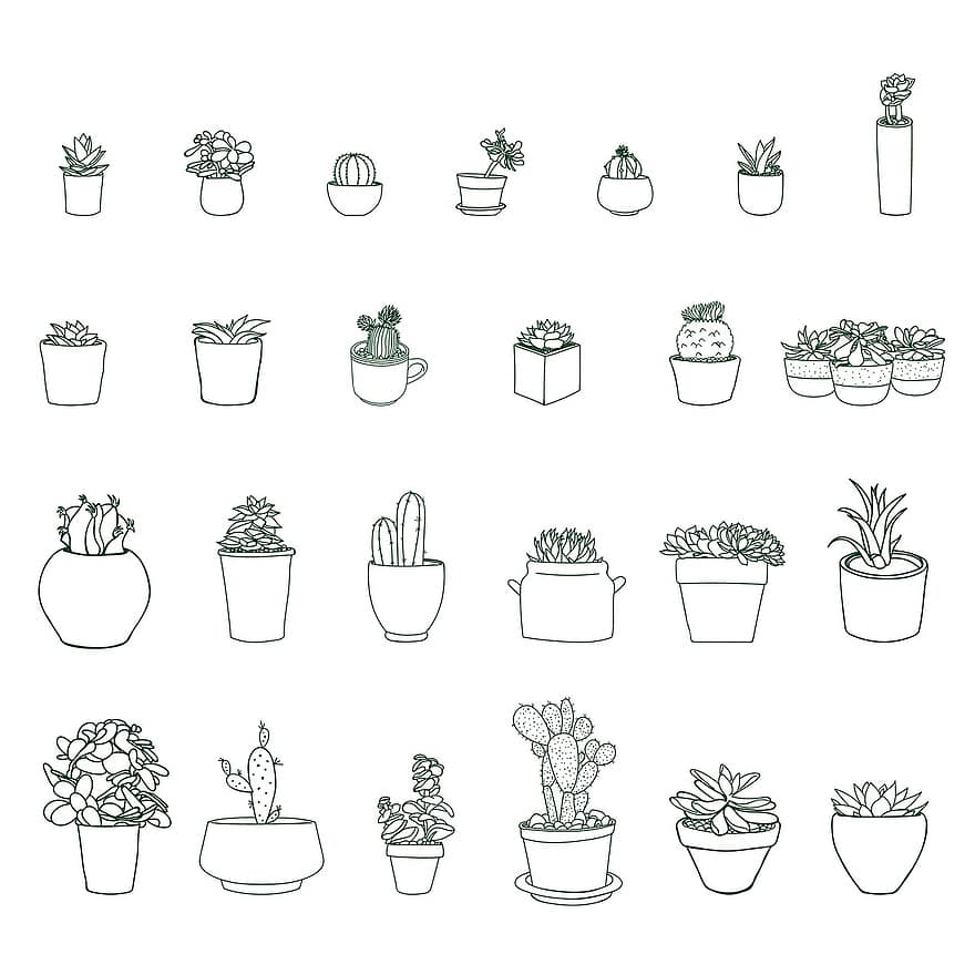 plantă, natură, oală, pateu, suculent, cactus, cactuși, verde, grădină, în aer liber