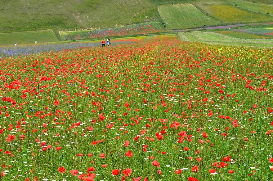 Flowers, Plants, Field, Poppies, Bloom, Nature, Landscape, Rural, Countryside, Castelluccio, Norcia