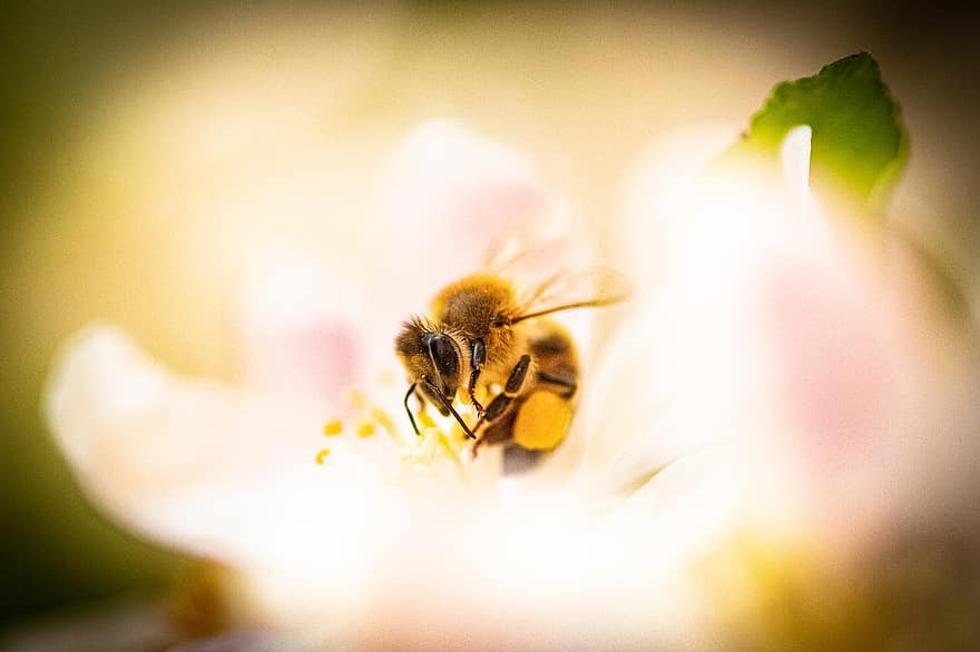 včela, květ jabloně, květ, včelí med, hmyz, opylování, rostlina, jabloň, jaro, zahrada, Příroda