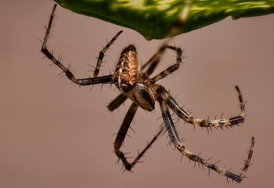 insect, spider, entomology, close-up, macro, arachnid, spooky, animals in the wild, poisonous, danger, spider web