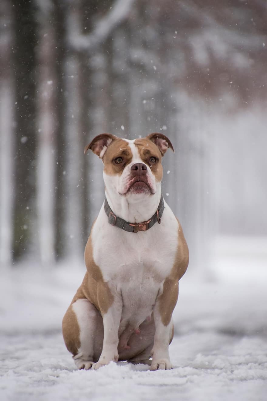 boxer, cão, neve, nevando, animal, cão doméstico, canino, mamífero, fofa, queda de neve, sentado