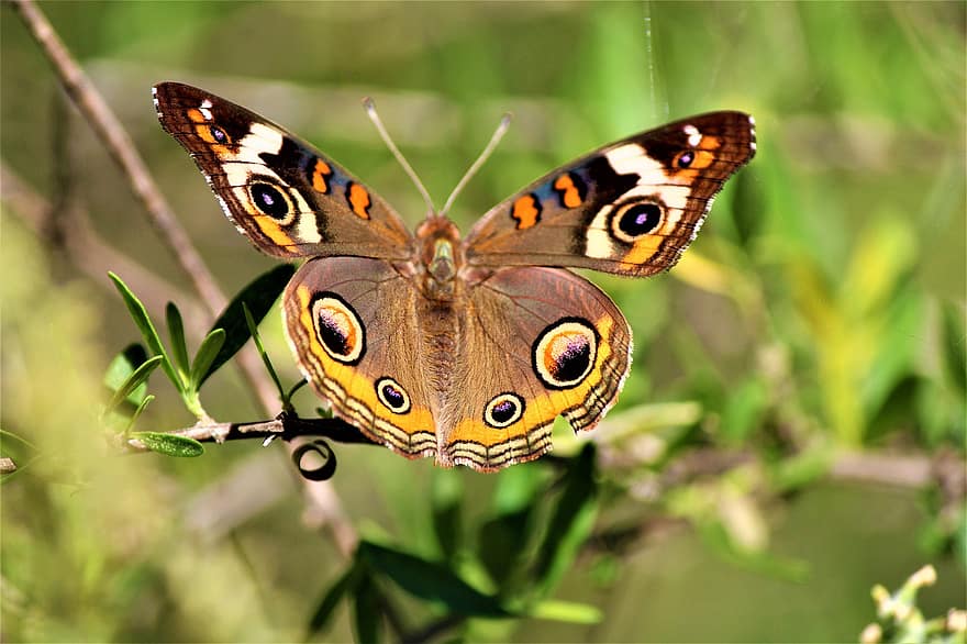 motyl buckeye, skrzydełka, Natura, oczy, pluskwa, entomologia, biologia