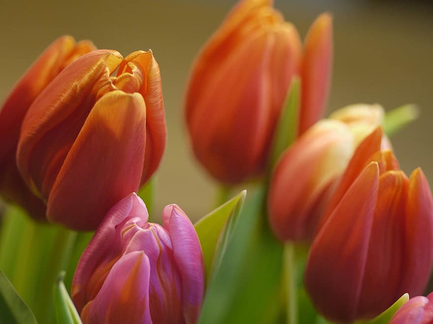 tulipaner, blomster, anlegg, blomst, vår, hage, tulipan, blomsterhodet, nærbilde, petal, våren