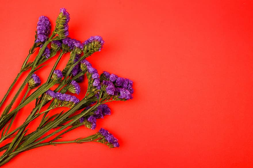 Flowers, Purple Flowers, Red Background, Copy Space, Floral Mockup, Floral Composition, Flat Lay