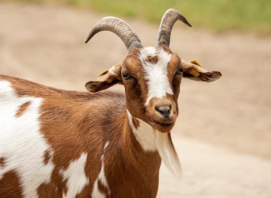Goat, Animal, Mammal, Domestic Goat, Domesticated Animal, Ruminant, Livestock