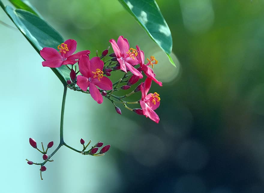 jatrophas, flors, flors de color rosa, Jatropha Pandurifolia, pètals, pètals de color rosa, florir, flor, planta, flora