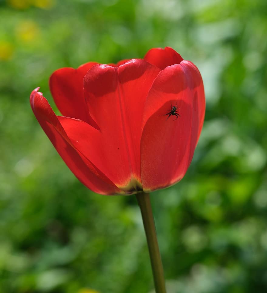 blomst, tulipan, edderkop, rød tulipan, insekt, rød blomst, kronblade, røde kronblade, flor, blomstre, flora