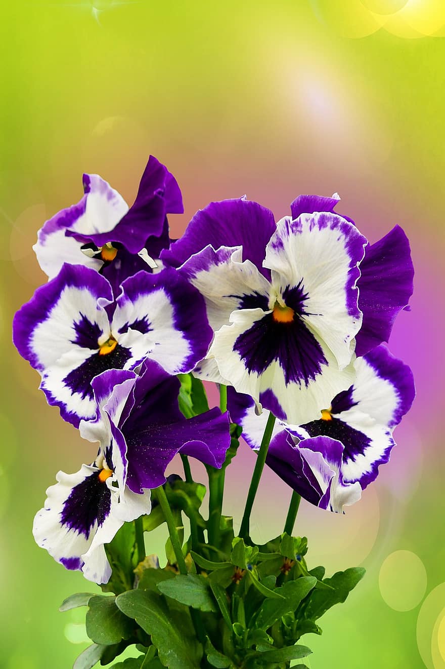 pansy, pušķis, ziedi, raksturs, zieds, zied, pavasarī, dārzs, violets, vasarā, tuvplāns