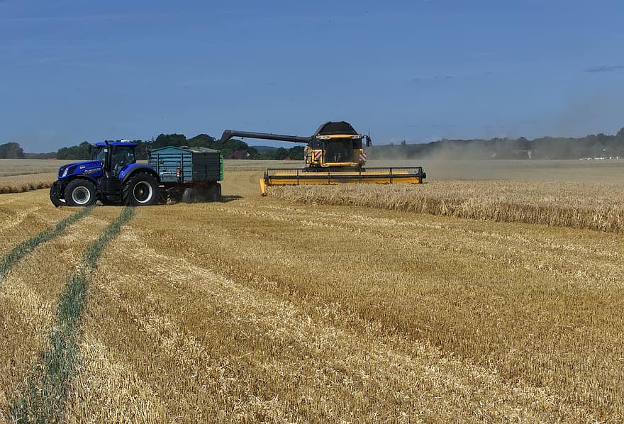 traktor, hvete, innhøsting, ensilering, jordbruk, skurtreskere, strå, korn, natur, rug, bonde