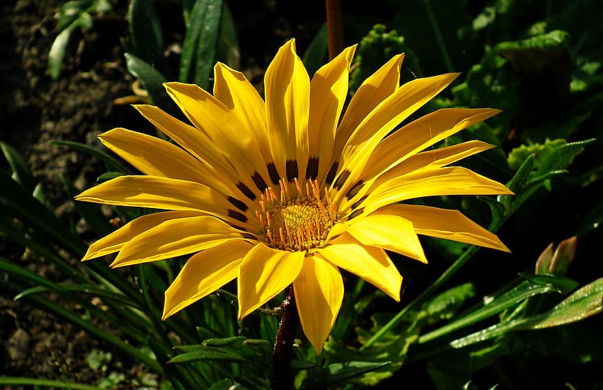 africké sedmikrásky, Gazania, žlutý květ, Příroda