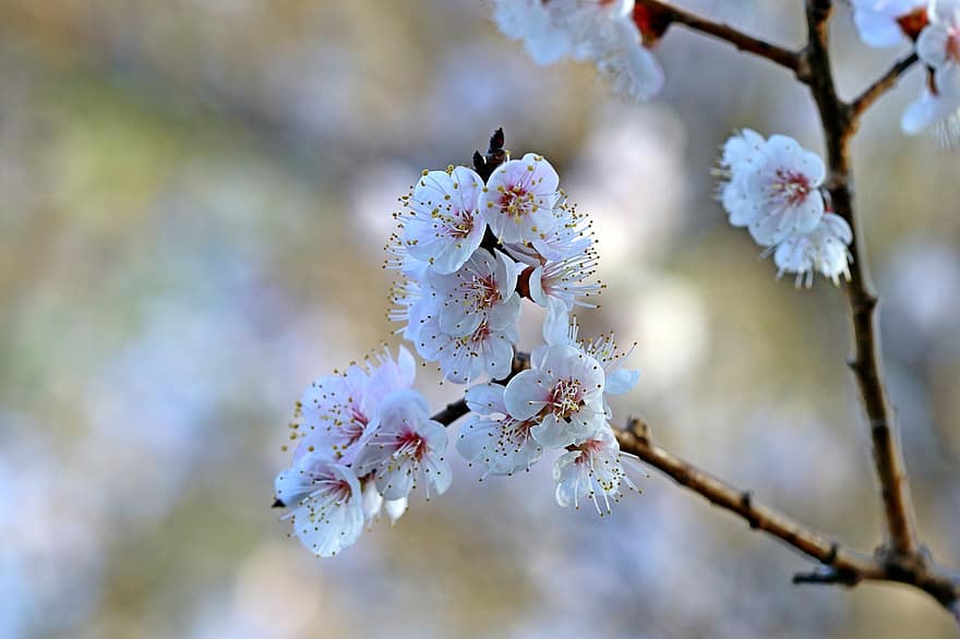 kirsikankukka, kukat, kevät, valkoiset kukat, kevään kukat, luumu kukkia, aprikoosikukat, luumupuu, kukka, kukinta, haara