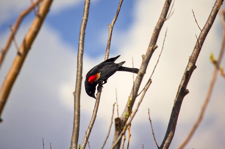 붉은 날개 달린 블랙 버드, 새, 분기, 앉은, 동물, 야생 생물, 깃털, 자연