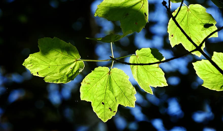 φύλλα, φύλλωμα, δέντρο, πτώση, δάσος, πράσινος, φύλλο, πράσινο χρώμα, φυτό, υπόβαθρα, γκρο πλαν