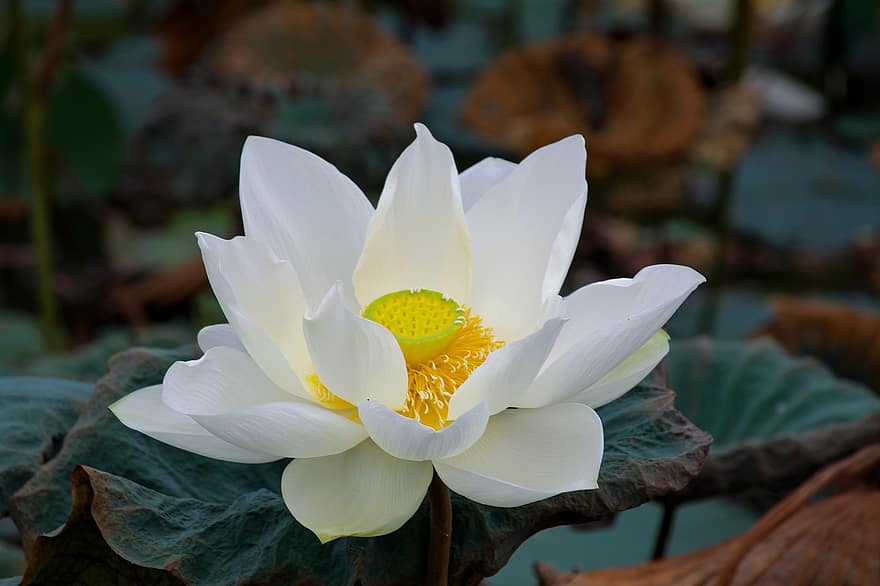 loto blanco, Inglés Lotus, blanco, verde, budismo, verano, flor