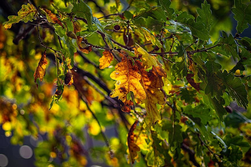 이파리, 잎, 부시, 초목, 꽃 무늬의, 플로라, 가을