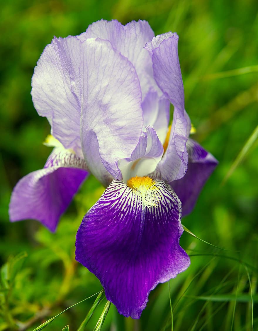 flor, espada lily, iris, floración, naturaleza