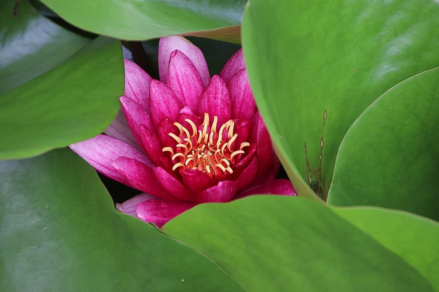 lótus, flor, plantar, lírio d'água, Flor de Lotus, planta aquática, flora, florescendo, florescimento, natureza, lagoa