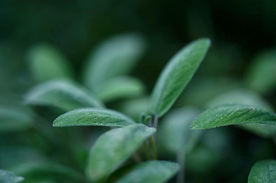 Sage, Daun-daun, Rempah, ramuan obat, teh herbal, tanaman kebun, tanaman obat, ramuan teh, penyembuhan, sehat