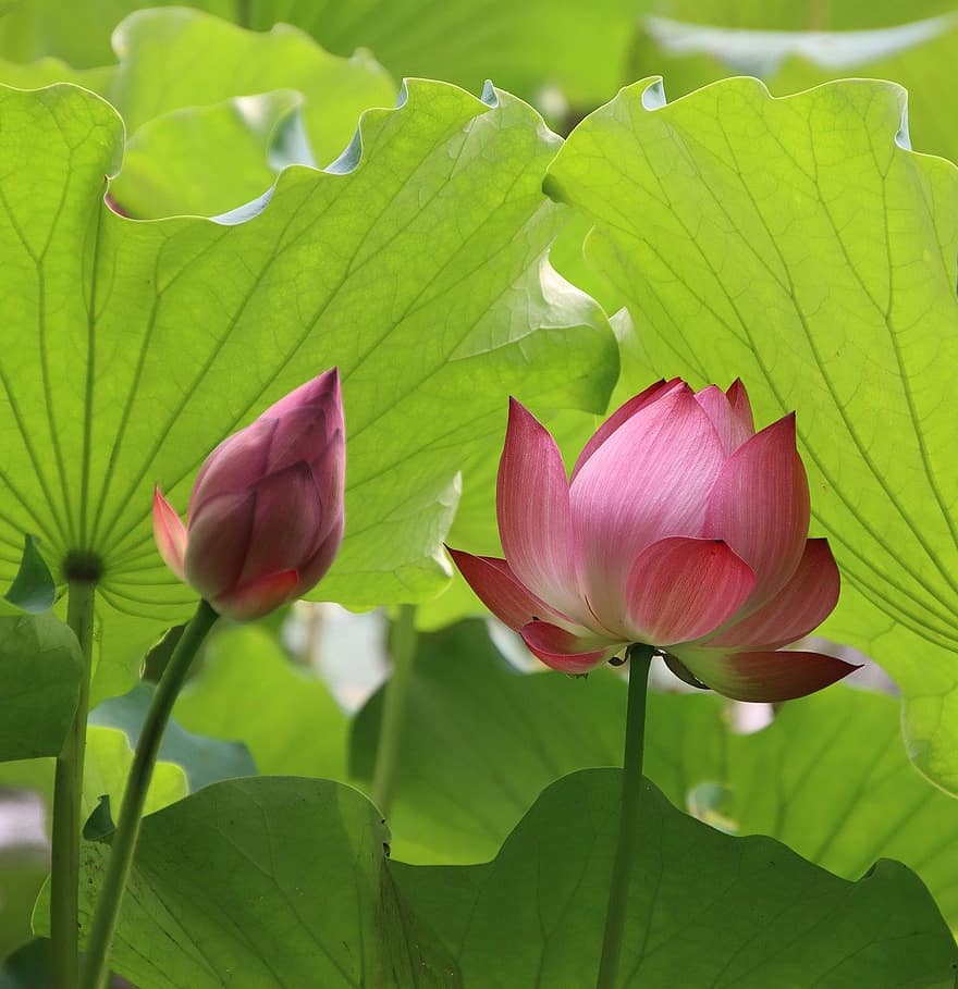 lotus, blommor, lotusblommor