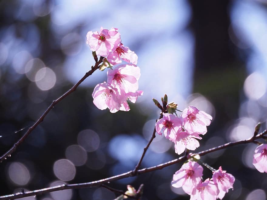 Kirschblüten, Hanami, Frühling, Rosa, Blumen, Blume, Nahansicht, Pflanze, Ast, blühen, Blütenblatt