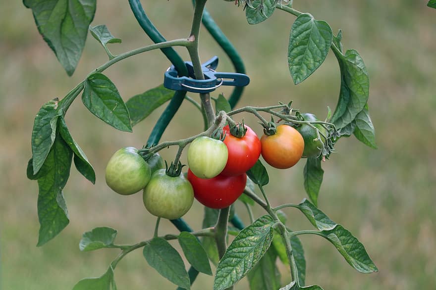 Tomatoes, Red, Fresh, Green, Bush Tomatoes