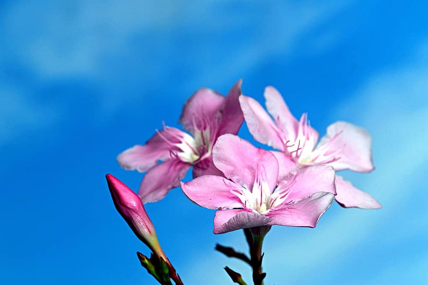 oleander, kwiaty, roślina, nerium, pączek, płatki, kwiat, niebo, zbliżenie, płatek, lato