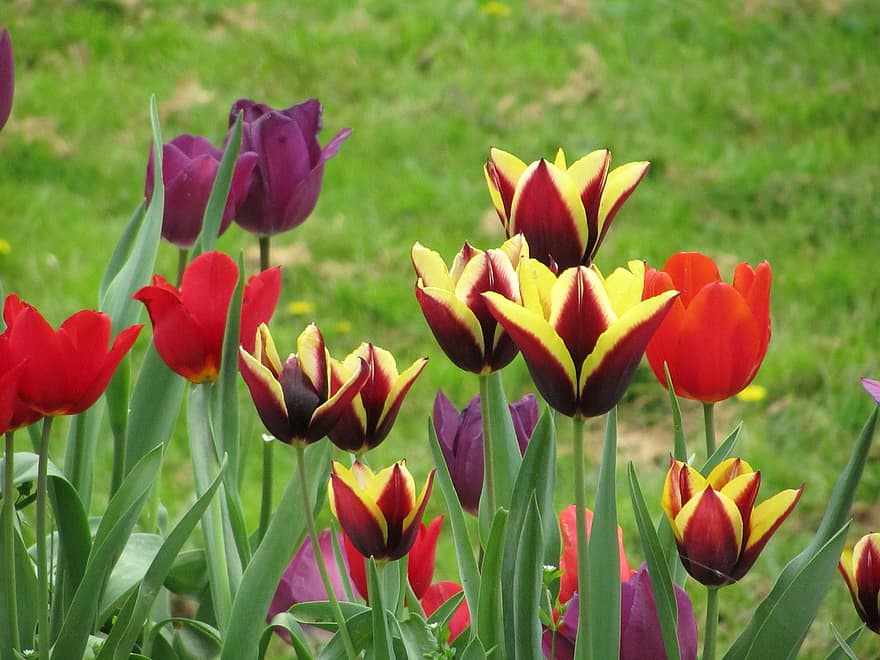 tulpės, gėlės, kiemas, sodas, flora, tulpė, žalia spalva, gėlė, augalų, pavasarį, vasara