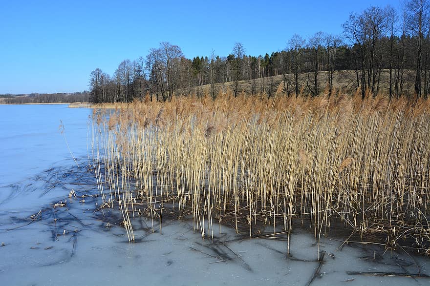innsjø, frossen innsjø, Polen, Suwalki-regionen, vinter, landskap, natur, tre, skog, årstid, blå